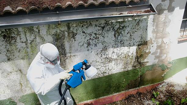 Mold Removal service in Cassville